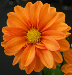 Dahlia ' LAKE HILLS CREAMSICLE '  (Pqeony Fl. (Dwarf))  Walker A.  USA  2020  Washington State Show, USA 2022  (David Brown)